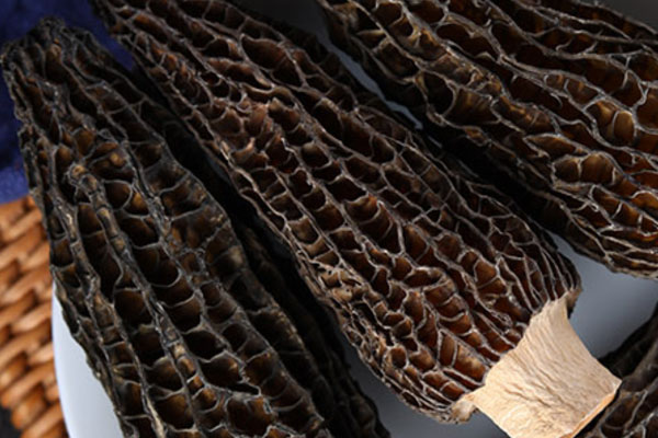 黑羊肚菌和白羊肚菌誰(shuí)好，羊肚菌黑的好還是黃的好