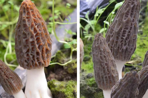 干羊肚菌要煮多久才可以吃，羊肚菌吃起來(lái)什么口感