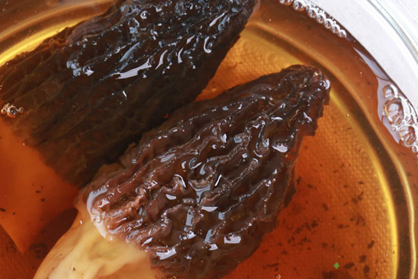 泡羊肚菌的水要倒掉嗎，羊肚菌哪里的產(chǎn)地好