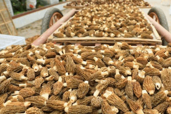 羊肚菌什么地方的出產(chǎn)的好 羊肚菌什么地方的出產(chǎn)的好