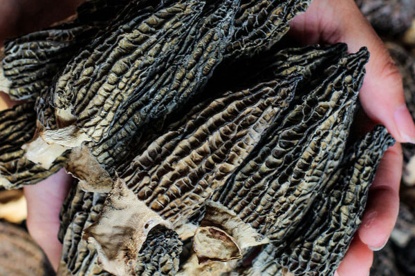 羊肚菌可以預(yù)防亞健康嗎 羊肚菌可以預(yù)防亞健康嗎