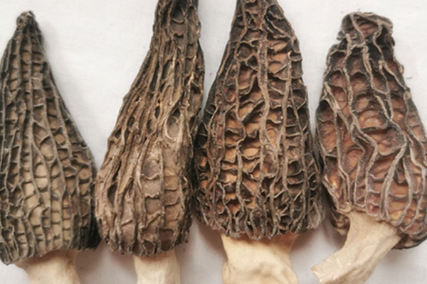 云南省的羊肚菌哪個(gè)地方最好，云南羊肚菌和四川的區(qū)別