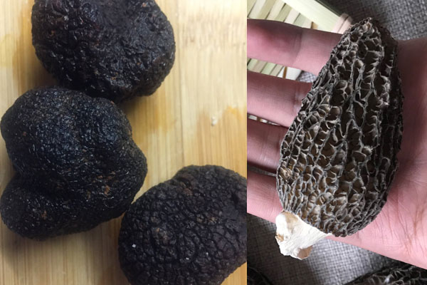 黑松露和羊肚菌哪個(gè)貴，紅菇好還是羊肚菌好