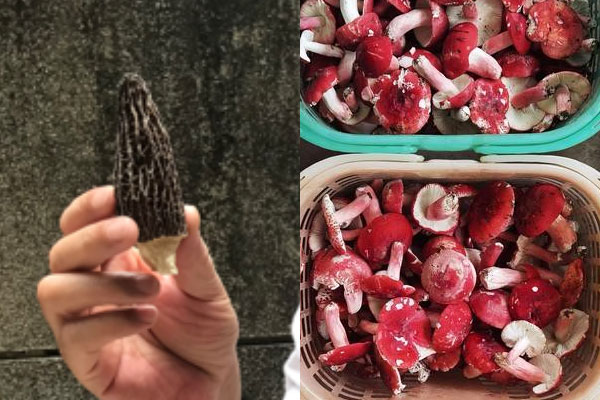 吃紅菇好還是羊肚菌好 吃紅菇好還是羊肚菌好