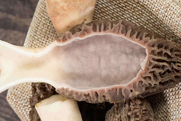 羊肚菌適合在什么地方種植，干羊肚菌燉多久合適