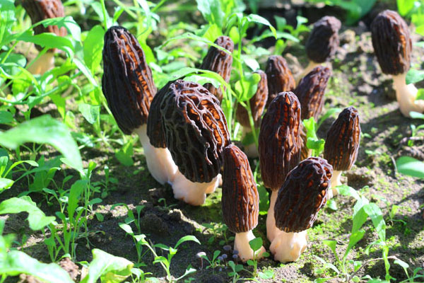 羊肚菌從種植到出菇需多長時間，3人羊肚菌一次放幾個