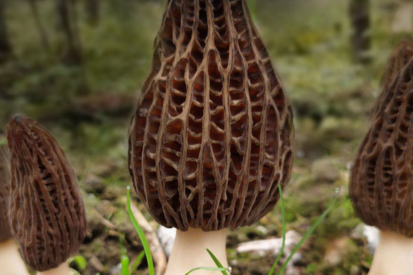 野生羊肚菌什么季節(jié)有，野生羊肚菌生長(zhǎng)在什么地方