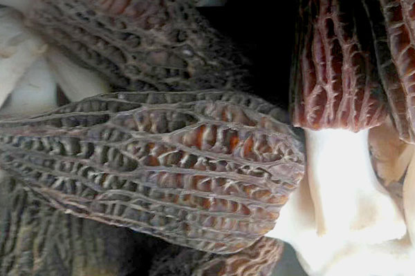 野生羊肚菌生長在什么地方 野生羊肚菌生長在什么地方