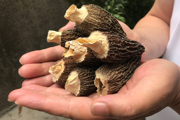 干羊肚菌可以用來泡酒嗎 干羊肚菌可以用來泡酒嗎