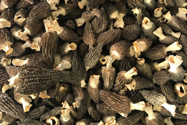 種植羊肚菌需要什么條件 種植羊肚菌需要什么條件