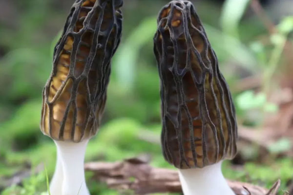 羊肚菌可以抗氧化嗎，羊肚菌可以提高食欲嗎