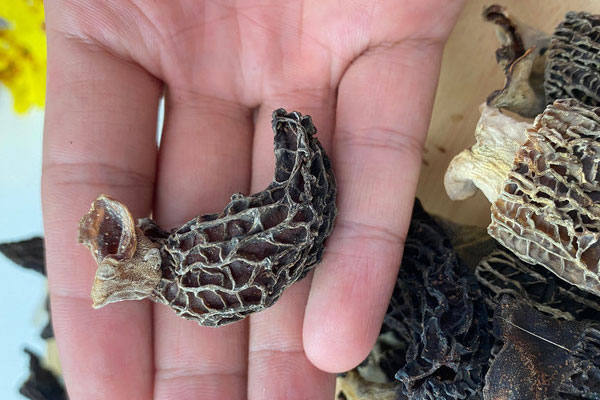 怎么用烤箱烘干羊肚菌