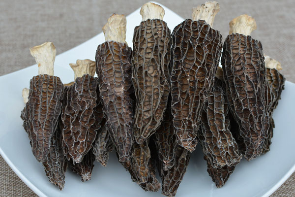 干羊肚菌變質是怎么樣的，為什么羊肚菌會變粉末