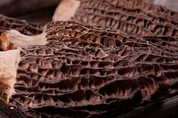 為什么羊肚菌會(huì)變成粉末 為什么羊肚菌會(huì)變成粉末