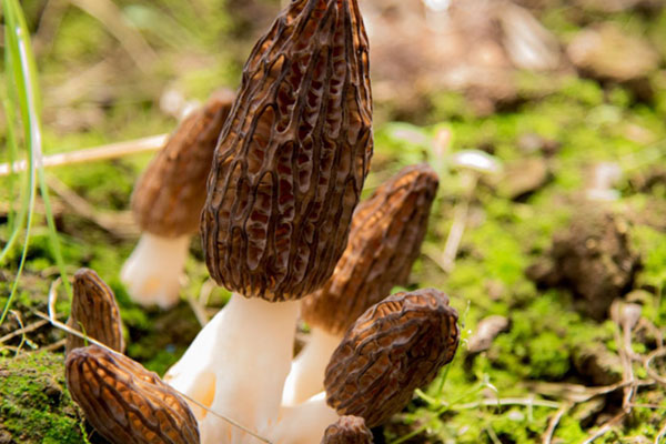 羊肚菌有什么氣味，干羊肚菌變異味是壞了嗎