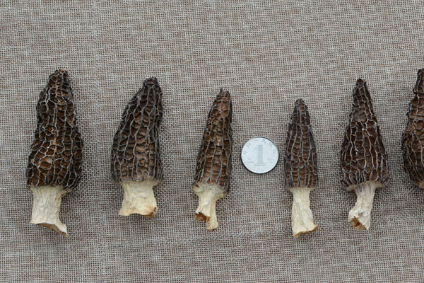 羊肚菌屬于發(fā)物嗎