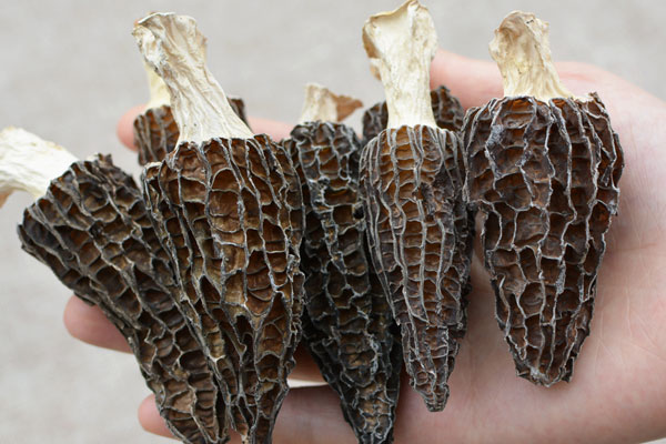 羊肚菌能用高壓鍋煮嗎