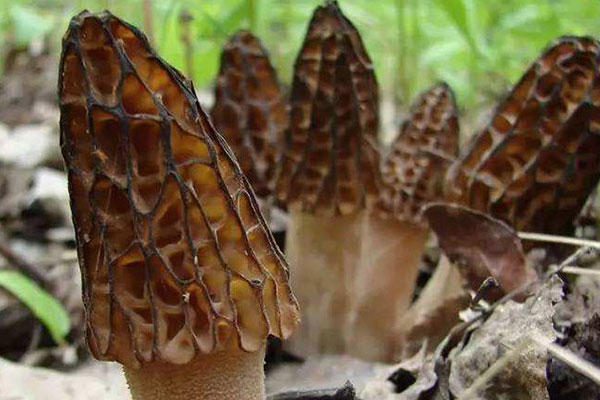 如何用微波爐烘干羊肚菌 如何用微波爐烘干羊肚菌