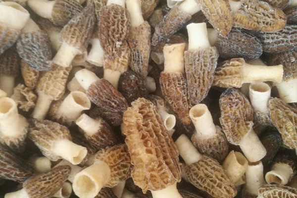 羊肚菌冷凍后會不會壞，羊肚菌哪些人不宜吃