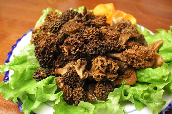 羊肚菌有哪些相克的食物，羊肚菌小孩可以吃嗎