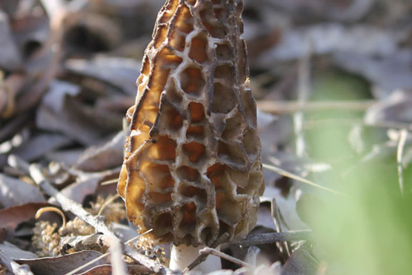 羊肚菌貴不貴，干羊肚菌一斤大概有多少個