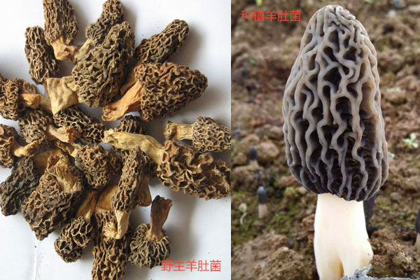 怎么辨別羊肚菌是野生的還是種植的 怎么辨別羊肚菌是野生的還是種植的