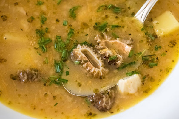 哪里產的羊肚菌最好 哪里產的羊肚菌最好