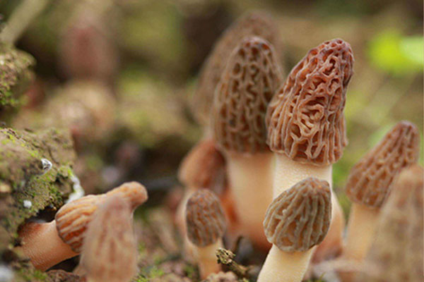 在網(wǎng)上購買的羊肚菌可靠嗎