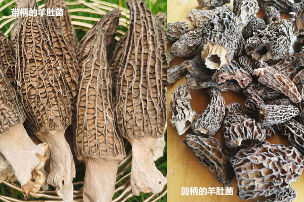 網(wǎng)上買的羊肚菌可靠嗎，羊肚菌剪柄的好還是帶柄的好