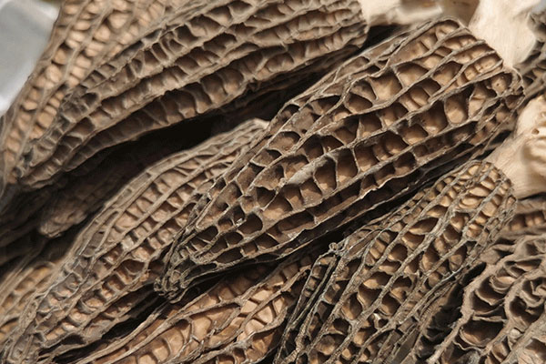 干羊肚菌放保鮮還是冷凍，新鮮羊肚菌可以冷凍嗎