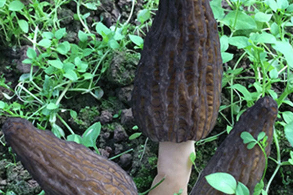 新鮮羊肚菌保質(zhì)期多長時間，每次吃羊肚菌就胃痛