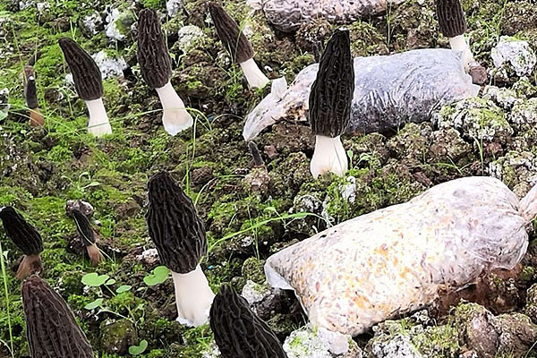 羊肚菌生長(zhǎng)在什么環(huán)境