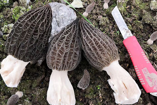 怎么挑選上好的新鮮羊肚菌