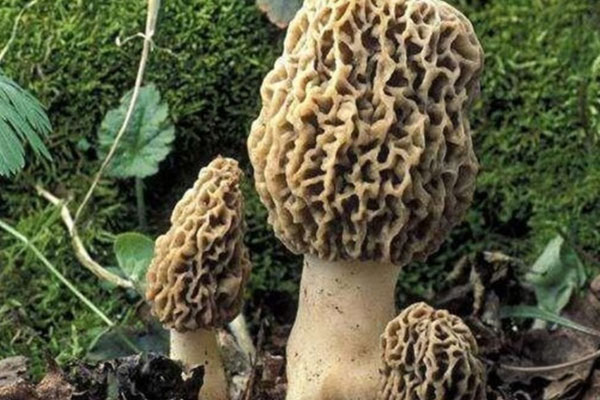 潰瘍性結(jié)腸炎可以吃羊肚菌嗎，羊肚菌能預(yù)防齲齒嗎