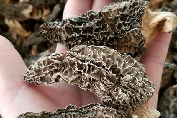 1個(gè)干羊肚菌有多少克