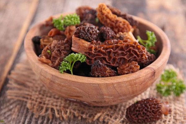 多少度才適合羊肚菌生長