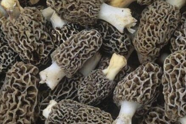 野生羊肚菌的基礎(chǔ)功效 野生羊肚菌的基礎(chǔ)功效