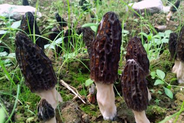 云南出產(chǎn)羊肚菌的地方