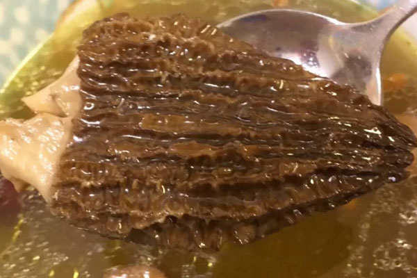 吃羊肚菌要注意哪些地方