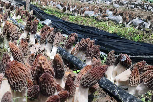 人工種植羊肚菌需要哪些材料 人工種植羊肚菌需要哪些材料