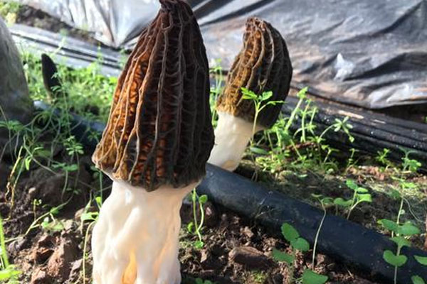 野生羊肚菌生長在什么地方，羊肚菌煲什么健脾胃