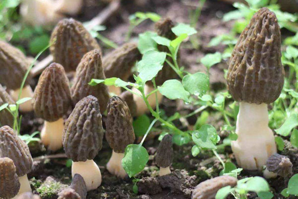 云南哪里有羊肚菌種植基地，羊肚菌什么樣的質(zhì)量好