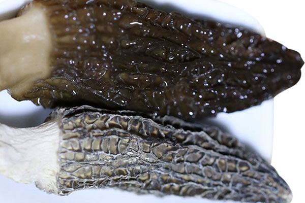 羊肚菌什么樣子的才是質(zhì)量好的 羊肚菌什么樣子的才是質(zhì)量好的