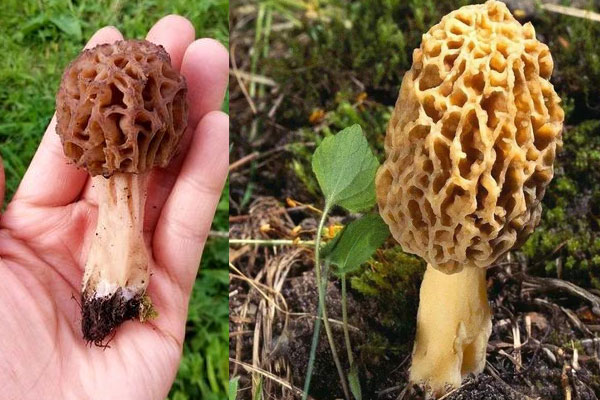 野生羊肚菌的營養(yǎng)價值 野生羊肚菌的營養(yǎng)價值