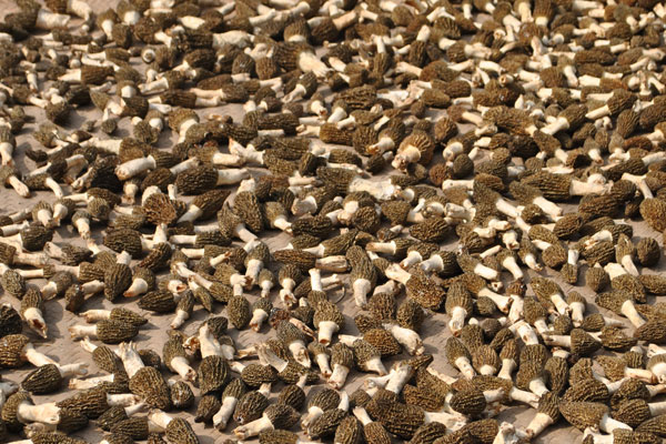 烹飪羊肚菌的小竅門，羊肚菌和什么蔬菜相克