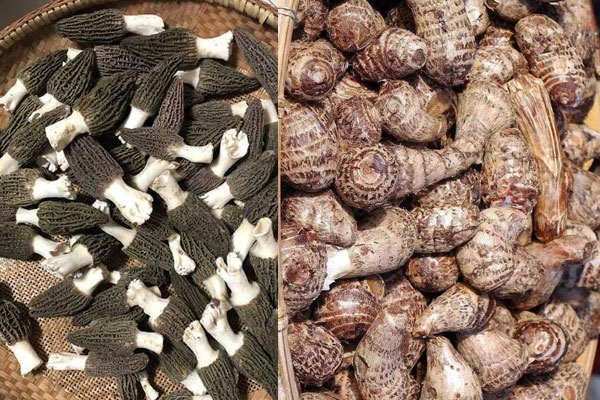  羊肚菌和芋頭相克嗎，烹飪羊肚菌需要放調(diào)味料嗎