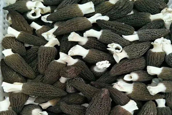 新鮮羊肚菌保存一周的方法 新鮮羊肚菌保存一周的方法