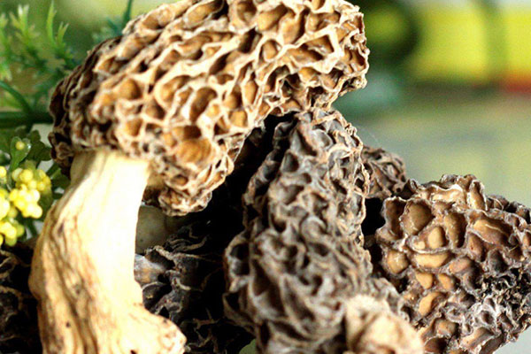 羊肚菌的根能不能吃，新鮮羊肚菌怎么保存1周