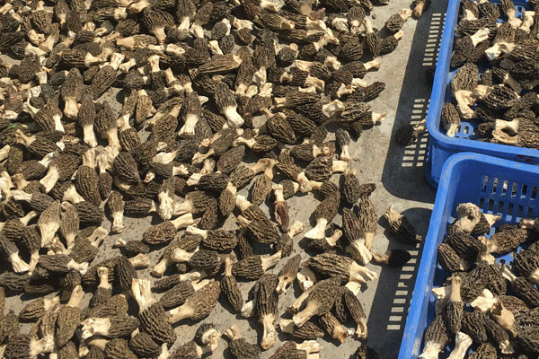 100克干羊肚菌的營養(yǎng)價值 100克干羊肚菌的營養(yǎng)價值