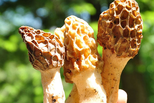 羊肚菌的腳柄有營(yíng)養(yǎng)嗎，新鮮羊肚菌怎么保存幾個(gè)月